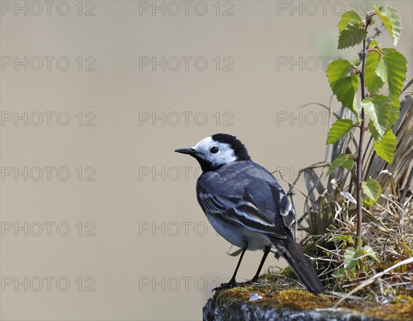 White wagtail