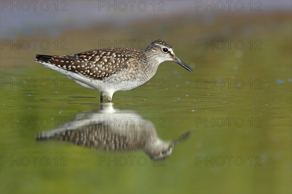 Wood Sandpiper