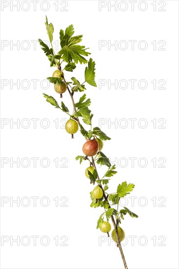 Gooseberry