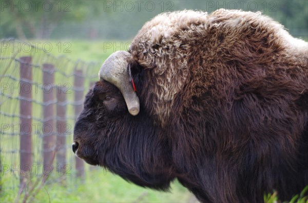 Musk ox on a farm near Anchorage