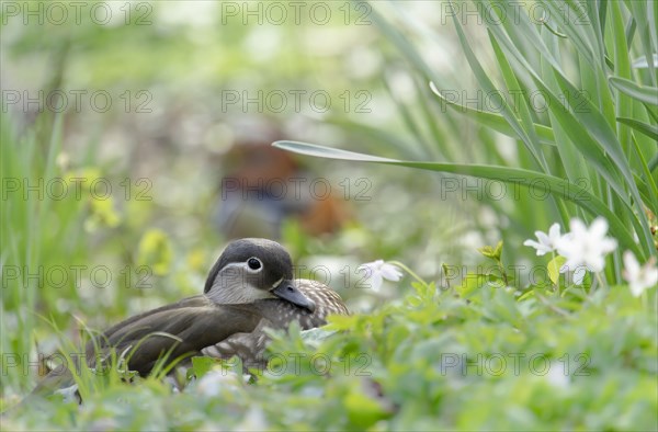 Female mandarin duck