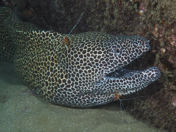 A net moray