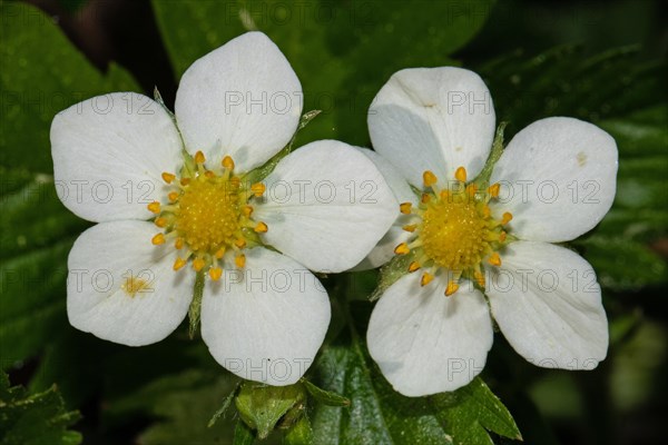 Wild strawberry two open white flowers next to each other between green leaves