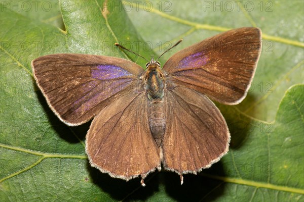 Blue oak butterfly female butterfly with open wings sitting on green leaf from behind