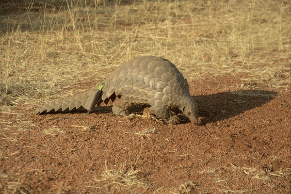 Ground pangolin