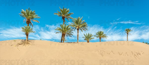 Date palms in dunes of oasis in Sahara desert. Panoramic view
