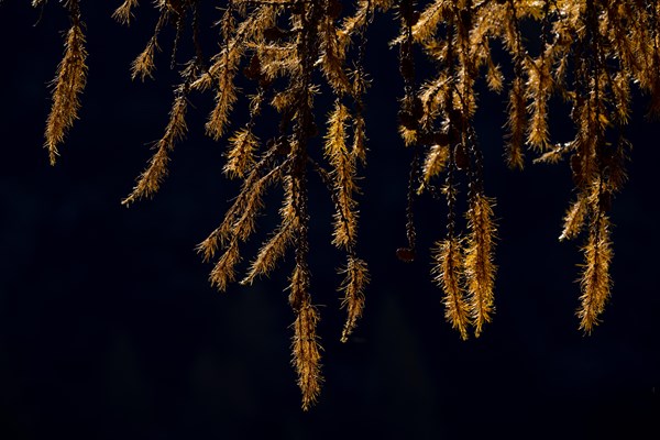 Autumn larch