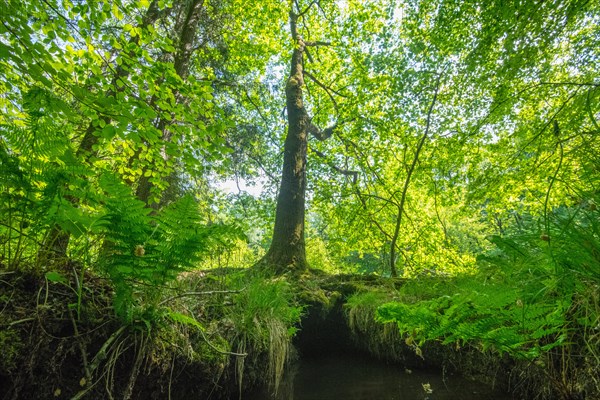 Stream in mixed beech