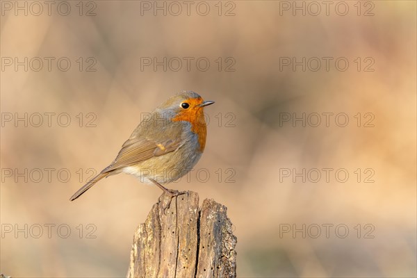 European robin