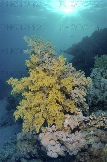 Broccoli tree