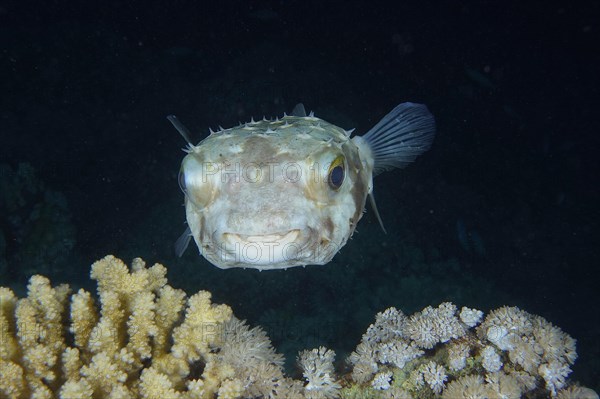 Portrait of spotbase burrfish