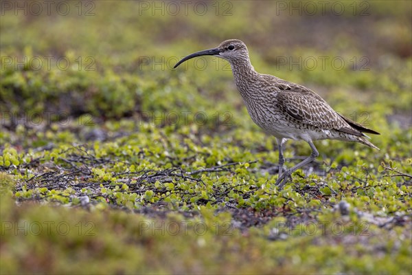 Whimbrel