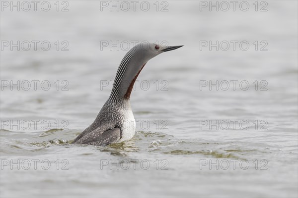 Red-throated diver