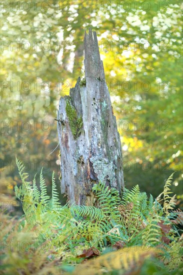 Standing deadwood in mixed deciduous forest