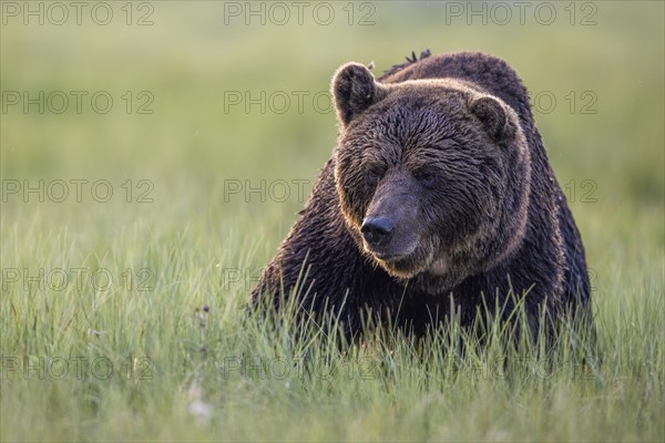 Brown bear