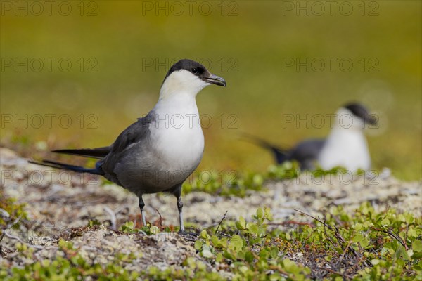 Long-tailed jaegers