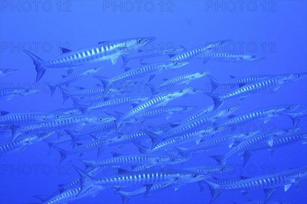 Group of blackfin barracuda