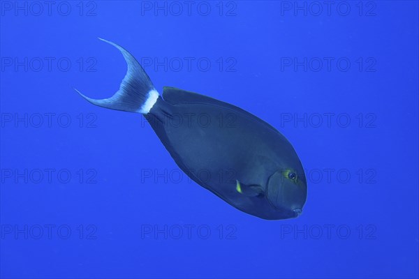 Atlantic monkfish Chromis limbatus) in front of a plain blue background