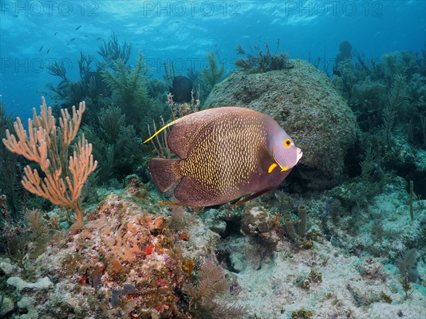 French angelfish