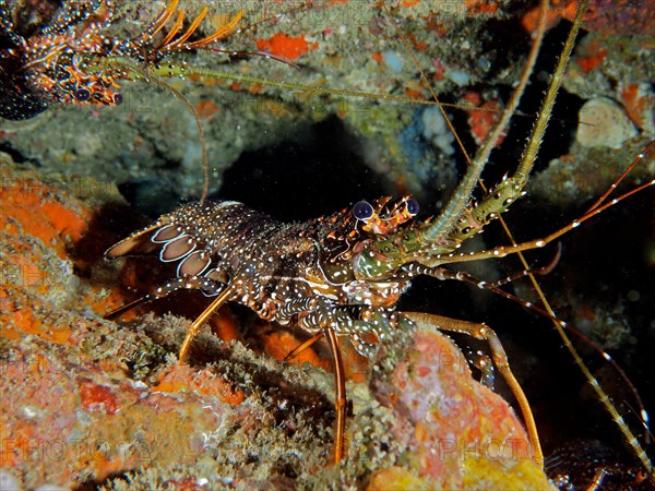 Guinea chick crayfish