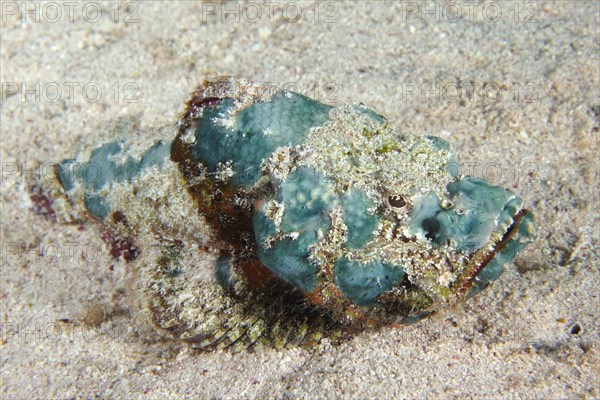 Juvenile false stonefish