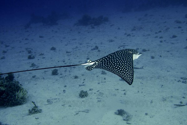 Spotted eagle ray