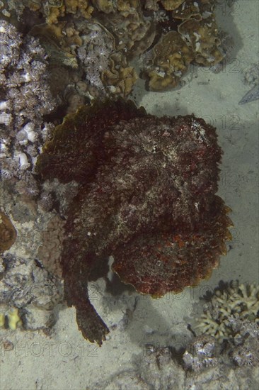 Reef stonefish