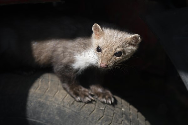 Beech marten