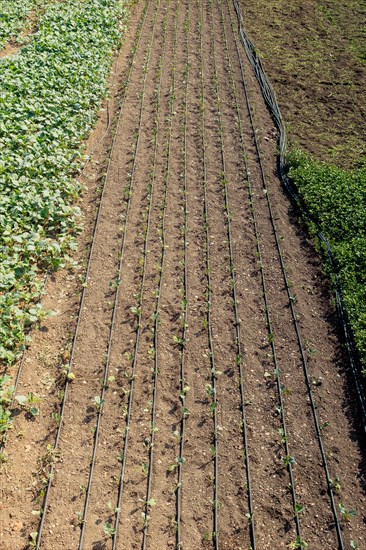 Irrigation system using sprinklers in a cultivated field for Watering