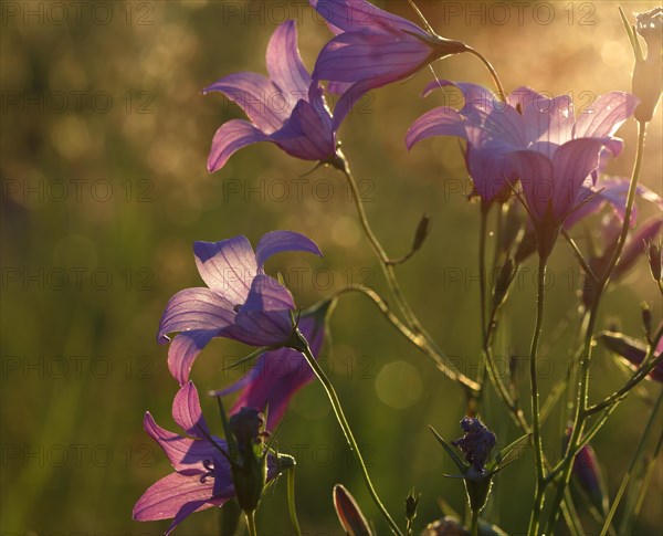 Spreading bellflower