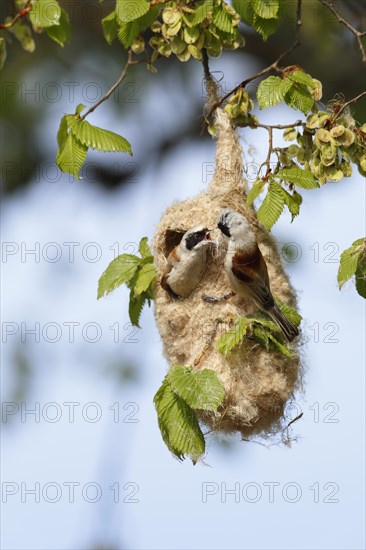 Eurasian penduline tit