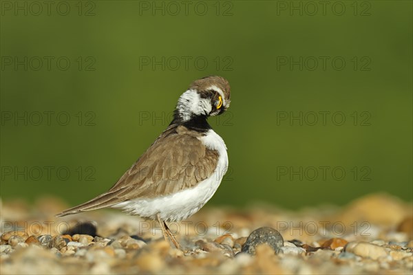 Little Ringed Plover