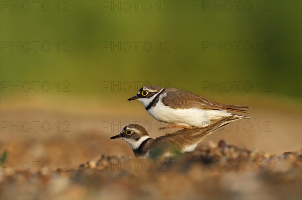 Little Ringed Plover