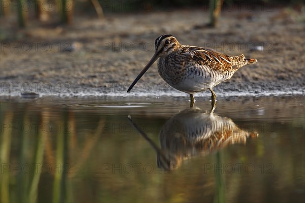 Common Snipe