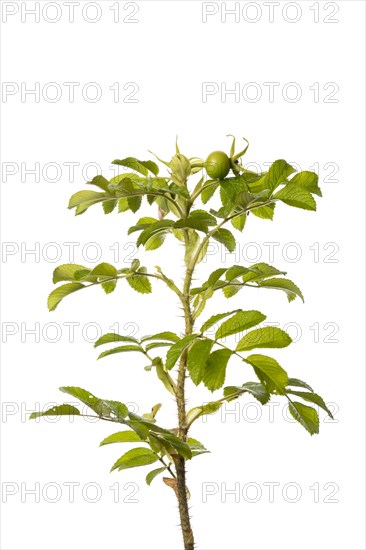 White apple rose