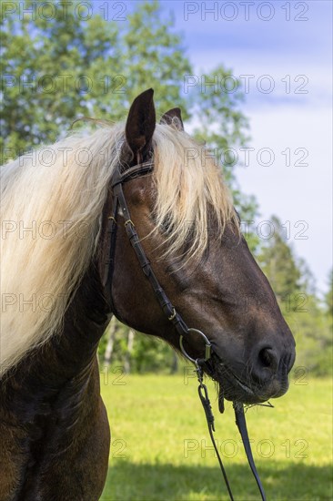 Portrait of a cold-blooded horse