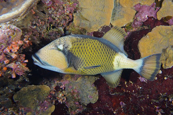 Titan triggerfish