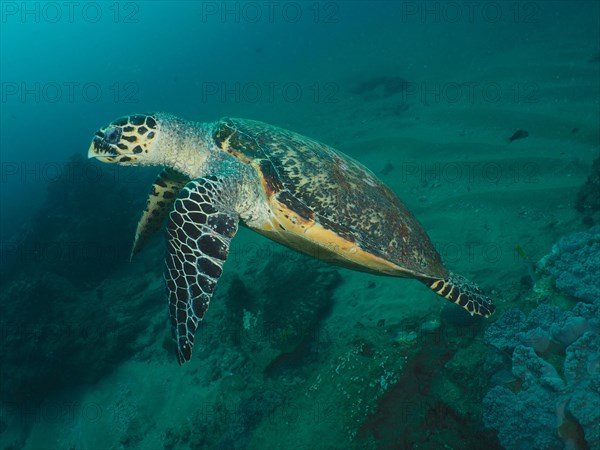 Pacific hawksbill turtle