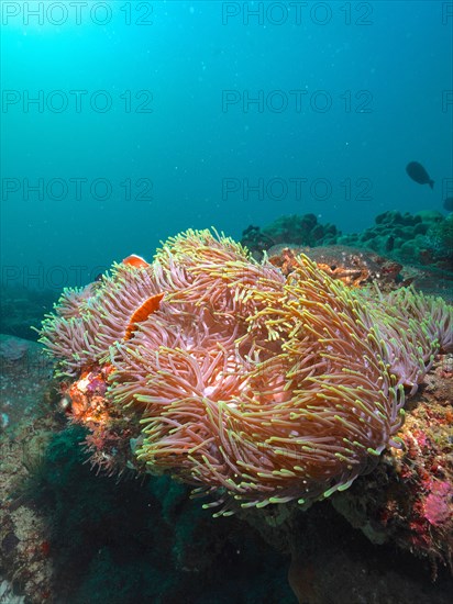 Magnificent sea anemone