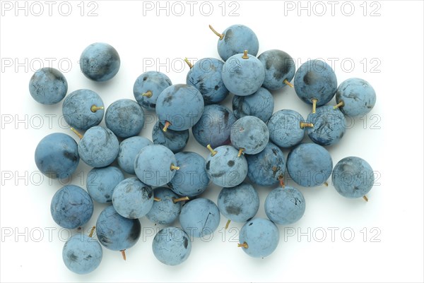 Ripe fruits of blackthorn