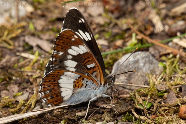 Small Kingfisher Butterfly with closed wings sitting on ground sucking right looking