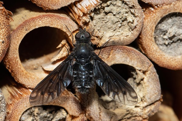 Mourning flycatcher with open wings hanging on insect hotel from behind