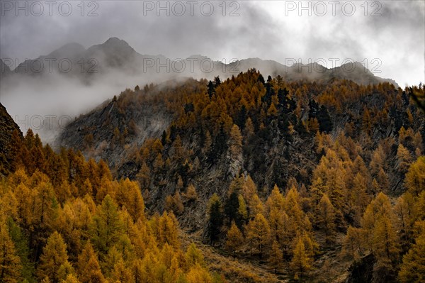 Autumn larch