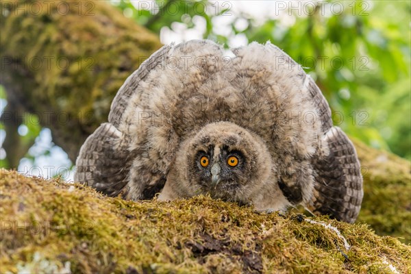 Long-eared Owl