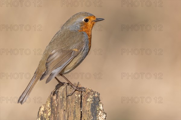 European robin