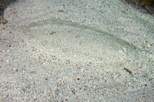 Well camouflaged finless sole