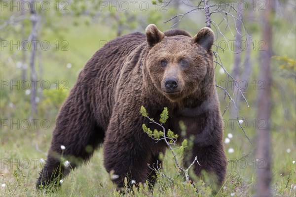 Brown bear