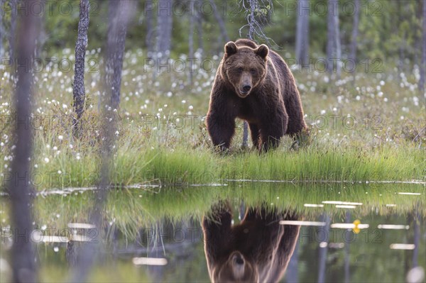 Brown bear