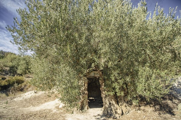 „Olivera bimilenaria de Gorga“