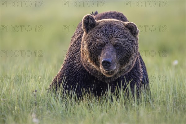 Brown bear